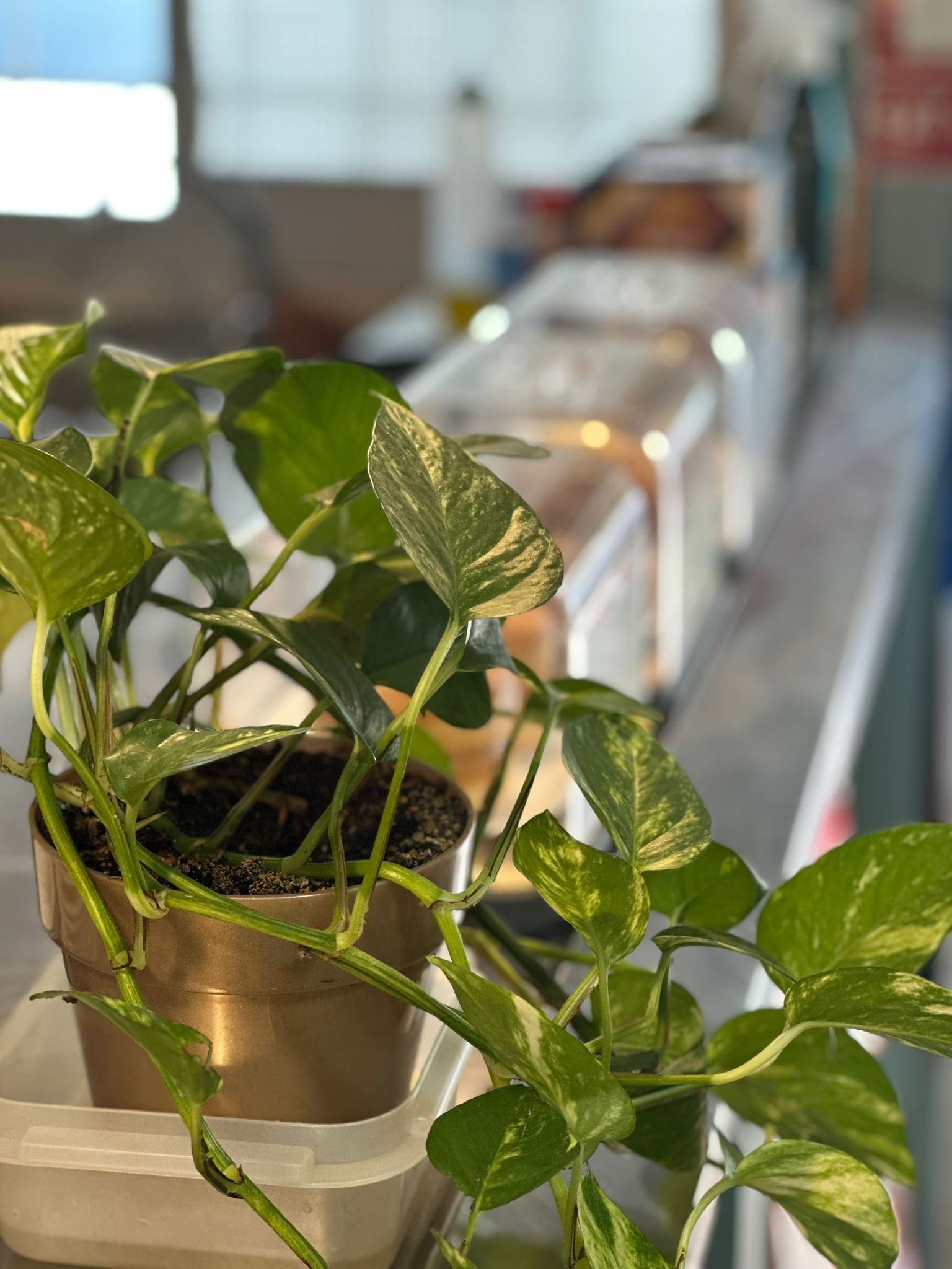 Plantas que decoran el espacio natural de Osías